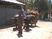 Botfei - Car cu bivoli - Virtual Arad County (c)2000