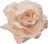 rose06.gif (3400 bytes)