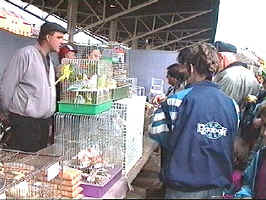 Targul crescatorilor de porumbei si pasari de curte din Arad, octombrie 1998  - (c) Virtual Arad News, 1998