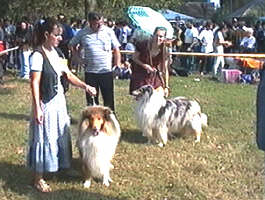 Expozitie internationala canina la Arad - Virtual Arad News (c)2000