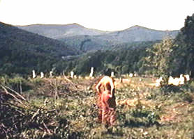 Tabara de sculptura de la Casoaia ar mai trebui curatata de balarii - Virtual Arad News (c)2000