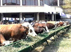Vacile crescute in judetul Arad sunt apreciate in tara