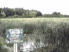 Parc natural in Lunca Muresului