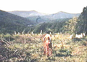 Tabara de sculptura de la Casoaia a scapat de distrugere - Virtual Arad News (c)2001