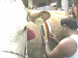 Vaca Florica a fost campioana Romaniei in 2000