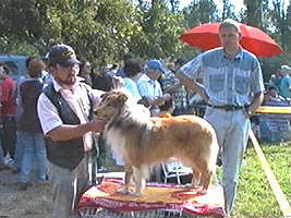 Aradenii sunt iubitori de caini - Virtual Arad News (c)2002