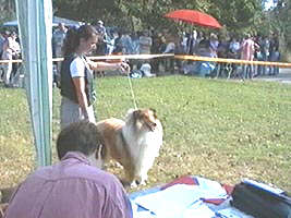 Arbitri apreciaza calitatile canine... - Virtual Arad News (c)2002 