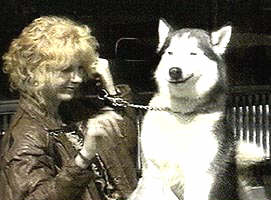 Cainii din rasa husky au fost preferatii publicului
