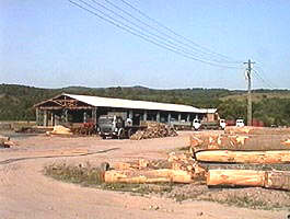 Exploatarea nemiloasa a lemnului poate crea mari prejudicii - Virtual Arad News (c)2002