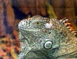 Iguana este un exemplar interesant pentru vizitatori