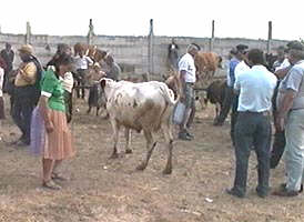 Piata de animale din Beliu era renumita in judet - Virtual Arad News (c)2002