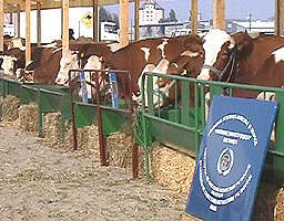 Presa a premiat filiala aradeana a crescatorilor de taurine - Virtual Arad News (c)2002