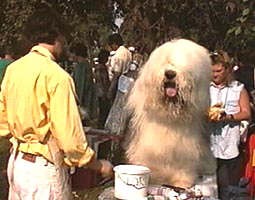 Retusul coafurii inainte de concurs e important... - Virtual Arad News (c)2002