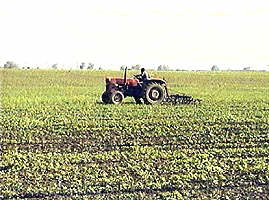 Terenurile agricole din zona Aradului sunt dorite la cumparare