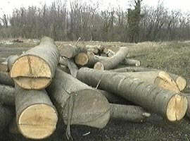 Afacerile ilegale cu lemne creaza prejudicii statului