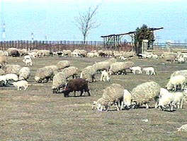 Ciobanii au scos oile la pasunat desi inca nu este permis