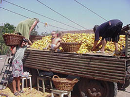 In agricultura se foloseste si munca zilierilor