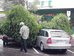 In fata magazinului Ziridava furtuna a prabusit arbori peste masini