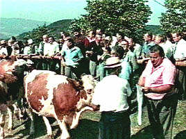 In fiecare an la Vasoaia sunt premiate cele mai frumoase animale