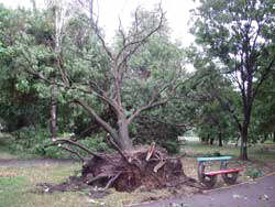 In parc furtuna a scos arbori din radacini