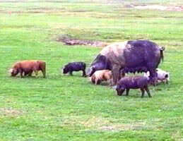 In ultima perioada a scazut pretul la porci