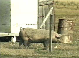 La Chisineu Cris au fost semnalate cazuri de pesta porcina