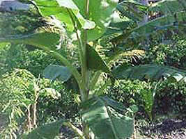 La Misca localnicii planteaza bananieri