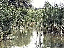 Lacul de la Bezdin este in pericol de secare