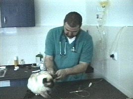 Pisica Zuzu a suferit prima transfuzie de sange din tara