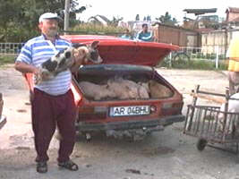 Vanzatorii de animale considera nerentabila cresterea acestora - Virtual Arad News (c)2003