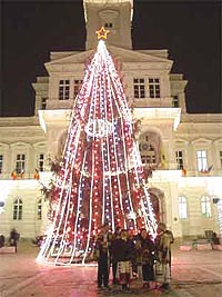 Bradul din fata Primariei