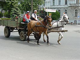 Carutele vor circula prin Arad doar cu prelate de captare a fecalelor