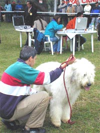 Castigatorul titlului "Cel mai bun caine al expozitiei" a fost un terranova din Ungaria