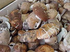 Ciupercile de padure sunt apreciate in Elvetia