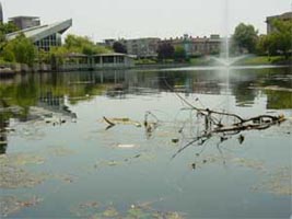 Curatirea apei la lacul din padurice trebuie facuta mai des