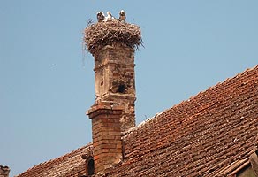 Electrica va construi locuinte noi pentru berze - Virtual Arad News (c)2004