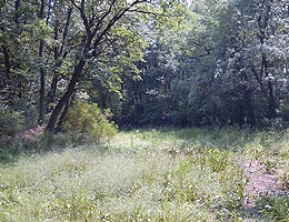Incep lucrarile la rezervatia Lunca Muresului - Virtual Arad News (c)2004