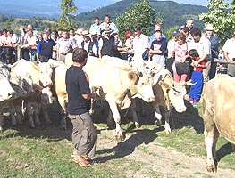 Parada animalelor spre concursul de frumusete de la Vasoaia