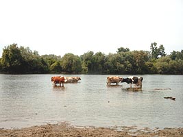 Rosia Montana nu pune probleme de poluare a Muresului