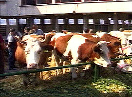 Specialistii in agricultura au vizitat si fermele de vaci