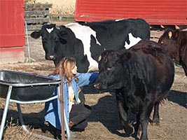Tinerii aradeni vor invata sa creasca bovine dupa metode belgiene