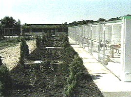 Adapostul de caini din Arad livreaza exemplare pentru paza institutiilor