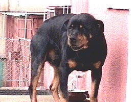 Cainele rottweiler care si-a ucis stapanul a fost impuscat