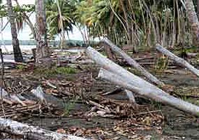 O familie de aradeni a scapat ca prin minune de tsunami