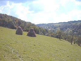 Terenuri agricole si paduri mai urmeaza sa fie retrocedate