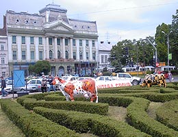 Timp de o saptamana la Arad s-a desfasurat "Cow Competition" - Virtual Arad News (c)2005