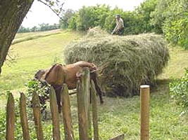 Aradul este deficitar pentru intrarea in UE la capitolul agricultura