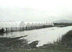 Cultivatorii de legume au fost afectati de inundatiile de la Seleus