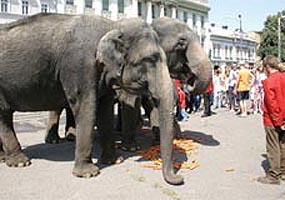 Elefantii se prezinta aradenilor in plin centru