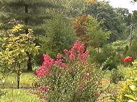 Gradina botanica subliniaza frumusetea zonei Macea - Virtual Arad News (c)2006